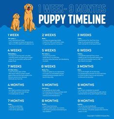 Dog Training Chart, Puppy Training Chart, Puppy Food Chart, Puppy Week By Week, Puppy Training Timeline, Puppy Whelping Chart, New Puppy Training Schedule, Cavapoo Size Chart, Goldendoodle Breeding Chart