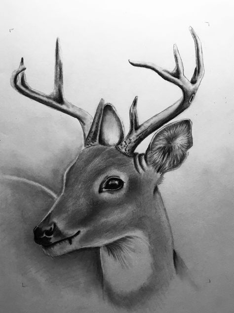 Wildlife Drawing, Easy Hand Drawings, Deer Sketch, Deer Drawing, Hand Drawings, Deer Illustration, Animal Drawing, Wood Burning Patterns, Eye Art