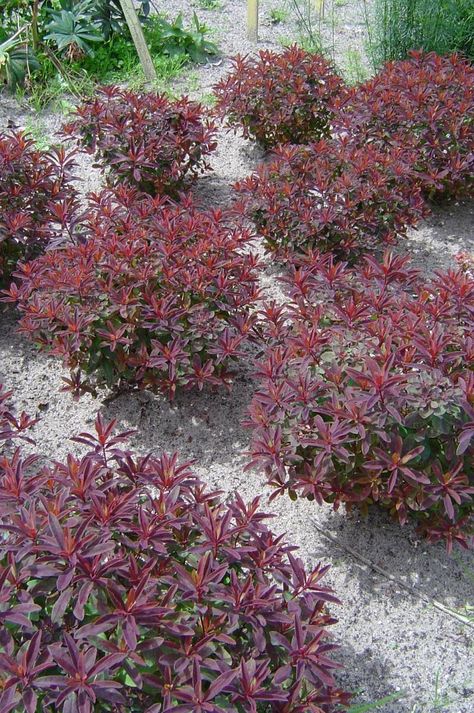 Bonfire Winter, Euphorbia Polychroma, Perennial Garden, Horticulture, Cottage Garden, Red Peppercorn, Perennials, Cactus, Cottage