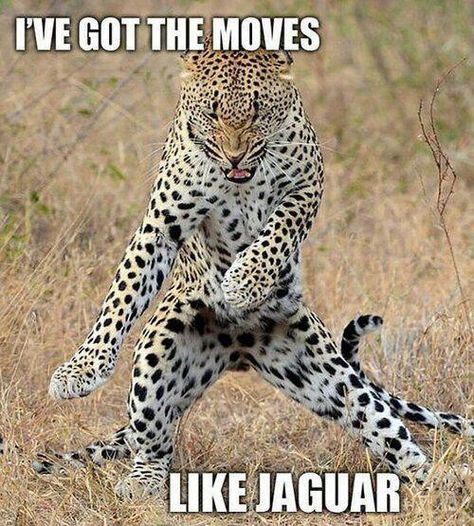 Moves like Jaguar :) Grumpy Cats, Humor Animal, Animal Captions, Cute Animal Memes, Funny Animal Quotes, Funny Animal Jokes, Funny Animal Memes, Animal Jokes, Komik Internet Fenomenleri