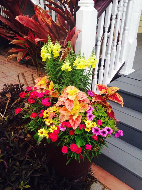 container garden in st augustine--we won second place in Flowers La Florida competition with this pot! Spiller Plants, Fall Container Plants, Gardening Containers, Small Scale Gardening, Hydrangea Shrub, Herb Containers, Fall Containers, Container Gardening Flowers, Leafy Plants