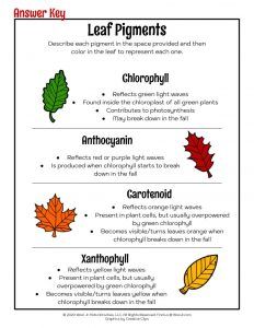 Why Do Leaves Change Colors in Autumn | Woo! Jr. Kids Activities Why Do Leaves Change Color, Leaf Lessons, Color Worksheet, Nature Lessons, Fall Science, Leaves Changing Color, Fall Preschool Activities, Fall Preschool, Plant Science