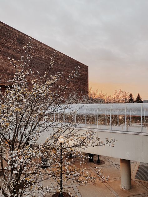 sunset, spring, orange, cherry blossoms, white tree, clear bridge, clear tunnel, university of rochester, douglass, wilson commons Glass Tunnel, University Of Rochester, Dining Areas, Second Floor, Ballroom, The Winter, University, Glass