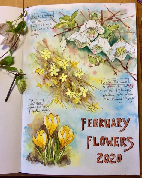 Ann Mortimer, February Flowers, Hanging In There, Botanical Sketchbook, Nature Sketch, Watercolor Journal, Garden Journal, Watercolor Sketchbook, A Level Art