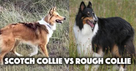 Here is the full breed comparison for Scotch Collie vs Rough Collie. Learn how these breeds diverged 150 years ago and how they are similar and different. Rough Coated Collie, Rough Collie Puppy, Sheepdog Breeds, Scotch Collie, Collie Breeds, Rough Collies, Smooth Collie, Royal Diamond, Puppies Near Me