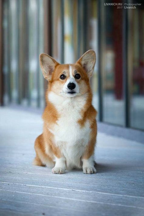 Cute Corgi Puppy, Shepherd Dog Breeds, Welsh Corgi Puppies, Australian Shepherd Dogs, Cute Dog Pictures, Pretty Dogs, Corgi Puppy, Best Dog Breeds, Cute Corgi