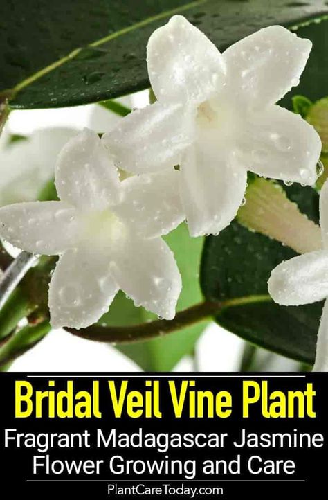 Madagascar Jasmine - Bridal Veil Vine plant, Stephanotis beautiful fragrant, waxy, white tubular flower, excellent trellis plant Flower Gazebo, Succulents Landscaping, Stephanotis Flower, Bridal Veil Plant, Madagascar Jasmine, Bridal Care, Vine Plants, Jasmine Vine, Veils Bridal