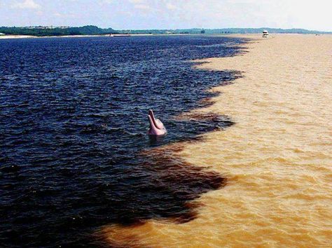 "Meeting of the waters," where the Amazon River meets the Rio Negro in Brazil. River Dolphin, Amazon River, Two Rivers, Cool Places, New Delhi, Nature's Beauty, Bolivia, Planet Earth, Places I Want To Go