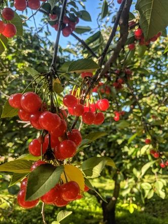 Cherry Trees For Sale | Order Fruit Trees - Raintree Nursery Cherry Fruit Tree, Homestead Gardens, Summer Cherries, Cherry Trees, Cherry Fruit, Whidbey Island, Edible Landscaping, Apple Pear, Tree Photography