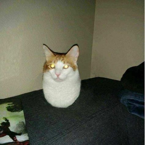 Cursed Cat, Cat Memes, Orange, Memes, White, Black