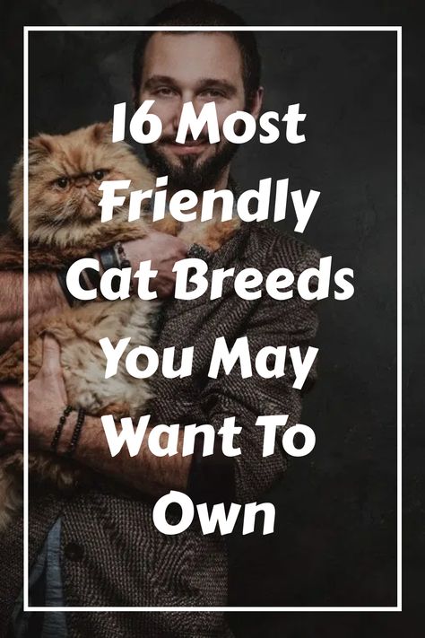 Some friendliest cat breeds include the Persian, ragdoll, Maine coon, and siamese. While all cats are territorial and may sometimes be aggressive towards Friendly Cat Breeds, Burmilla, Exotic Shorthair Cat, Burmese Cat, Birman Cat, Tonkinese, Cornish Rex, Rex Cat, Dog Games