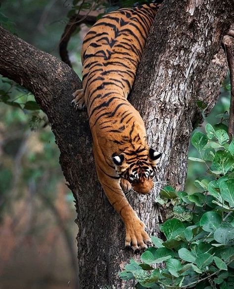 Tiger Lovers Club on Instagram: “A rather rare but the spectacular sight of a tiger climbing down a tree in the Ranthambore National Park 🐯😍⠀ Photo by 📷…” Tiger Climbing, Tiger Photography, Animal Photography Wildlife, Wild Animals Photography, Gato Grande, Tiger Pictures, Wild Tiger, Rare Animals, Pet Rats