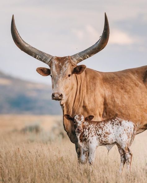 Cattle Photography, Long Horns, Cow And Calf, Western Photography, Baby Cow, Horn, Cow, Instagram Photos, Photography