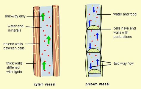 Differences between Xylem and Phloem vessels. The structure is cylinder tube. While the function of Xylem carries out the water while phloem distributes it. Xylem And Phloem, Photosynthesis Activities, Biology Plants, Biology Revision, Plant Physiology, Science Anchor Charts, Plant Structure, Biology Classroom, Ap Biology