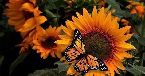 Photo | Butterflies saying hello to sunflowers t.co/rtZ1LB8f… | Flickr Fall Cover Photos, Fall Facebook Cover Photos, Facebook Cover Photos Flowers, Fall Facebook Cover, Facebook Cover Photos Quotes, Facebook Background, Facebook Cover Photos Love, Facebook Cover Quotes, Cover Pics For Facebook