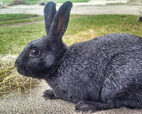 Silver Fox Rabbit - Complete Breed Guide Farm Rabbits, Meat Rabbits Breeds, Silver Fox Rabbit, Fox Breeds, Large Rabbit Hutch, Diy Rabbit Hutch, Show Rabbits, Outdoor Rabbit Hutch, Homestead Animals