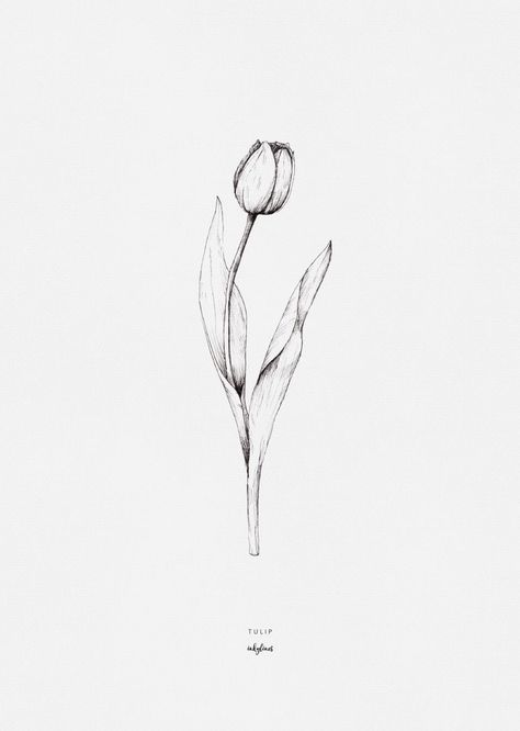 Tulip Sketch, Tulips Tattoo, Tulip Drawing, Tulip Tattoo, Sketch Tattoo, Illustration Botanique, Black And White Flowers, Tattoo Illustration, Ink Illustrations