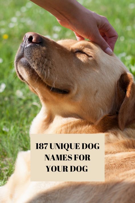 Male Pet Names, Male Dog Names Unique, Unusual Dog Names, Best Male Dog Names, Pet Names For Dogs, Male Dog Names, Dog Name Ideas, Dog Names Unique, Best Dog Names