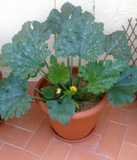 Organic container gardening: Growing Zucchini (Courgettes) in Pots Growing Courgettes, Plant Zucchini, Growing Zucchini, Easy Vegetables To Grow, Organic Vegetable Garden, Garden Veggies, Veg Garden, Organic Gardening Tips, Container Garden