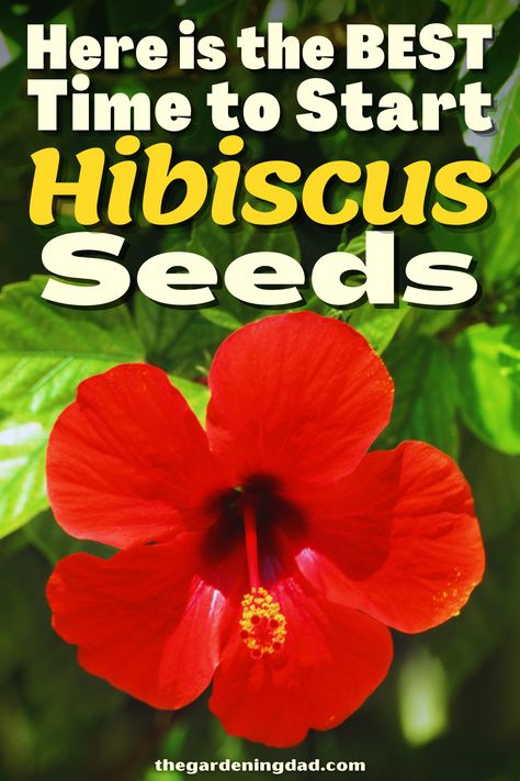 Hibiscus Flower Garden Ideas, How To Grow Hibiscus From Seed, Hibiscus Seeds How To Grow, How To Grow Hibiscus Plant, Hibiscus Garden Ideas, Flower Propagation, When To Plant Seeds, Hibiscus Seeds, Flowers From Seed