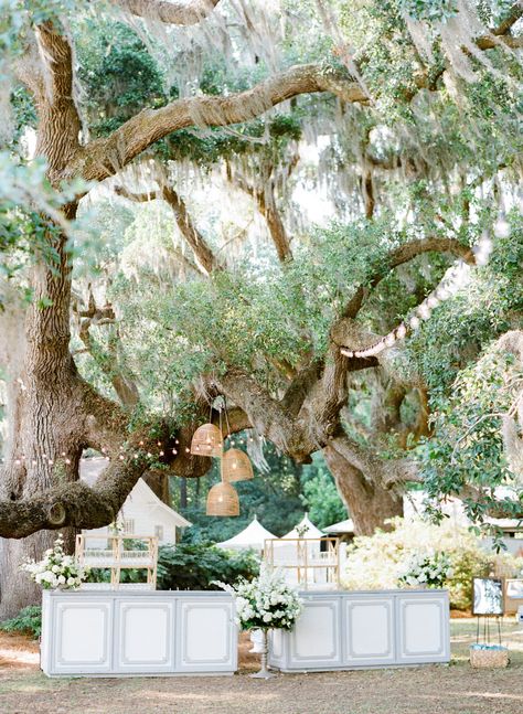 Southern Fairytale Wedding, Live Oak Wedding, Old South Wedding, Southern Estate Wedding, Wedding Under Oak Tree, Timeless Southern Wedding, Small Southern Wedding, Outdoor Southern Wedding, Spring Southern Wedding