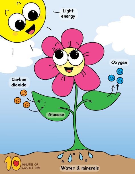 Photosynthesis Poster Photosynthesis For Kindergarten, Photosynthesis Poster Ideas, Photosintesis Drawing, Photosynthesis Poster, Photosynthesis Drawing, Evs Activity For Class 2, Photosynthesis Projects, Photosynthesis Activities, Planting For Kids