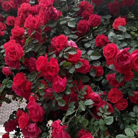 Amazing rose bush with red, almost dark red, blossoms. Rose garden. Red Rose Bush Aesthetic, Red Rose Garden Aesthetic, Rose Bush Aesthetic, Rose Bath Aesthetic, Rose Bushes Landscape, Acotar Wedding, Red Rose Bush, Red Rose Garden, Red Roses Garden