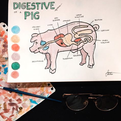 Digestive System of a Pig drawing illustration (watercolor) Animal Digestive System Project, Pig Demonstration Ideas, Vet Poster Ideas, 4 H Pig Poster Ideas, Pig Poster Ideas For Fair, 4h Pig Poster Ideas, Vet Science 4h Project, 4h Demonstration Ideas, 4h Pigs