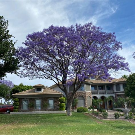 Jacaranda trees are one of the most beautiful flowering trees in the western United States. They have many qualities that set them apart and have made them a favorite amongst homeowners, business owners, and landscape designers alike. Purple Flowering Tree, Fast Growing Evergreens, Jacaranda Tree, Purple Tree, Arizona Landscape, Blooming Trees, Purple Trees, Shade Trees, Evergreen Trees