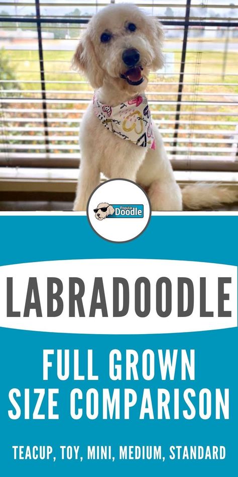 Standard Labradoodle Full Grown, Mini Labradoodle Full Grown, Labradoodle Puppy Cut, Labradoodle Medium, Labradoodle Full Grown, Toy Labradoodle, F1b Labradoodle, Doodle Dog Breeds, Chocolate Labradoodle