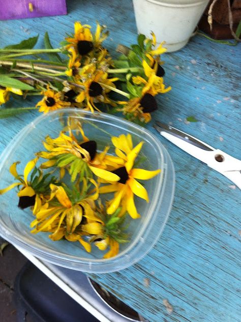 Black Eyed Susan Seeds, Gardening Notebook, Seed Collecting, Harvesting Seeds, Save Seeds, Saving Seeds, Black Eyed Susans, Fall Perennials, Easy Perennials