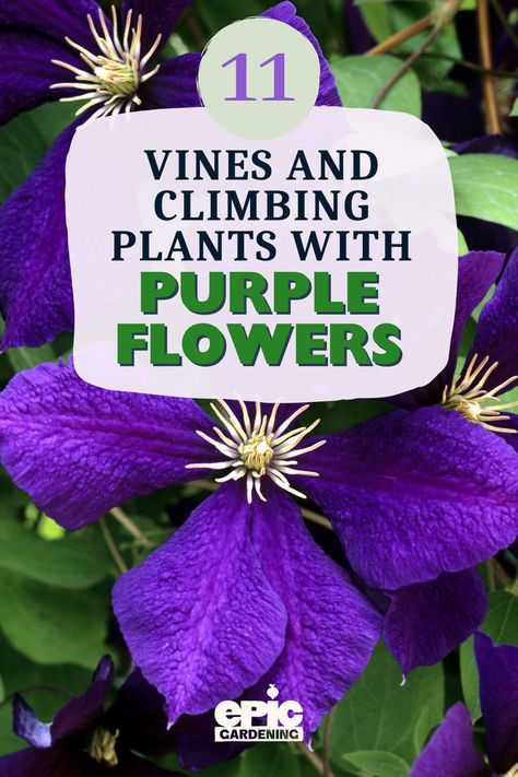 Close up of a dark purple flower growing on a vine Plants With Purple Flowers, Best Perennials For Shade, Rose Bush Care, French Cottage Garden, Purple Perennials, Purple Flowering Plants, Purple Flowers Garden, Perennial Flowers, Growing Roses