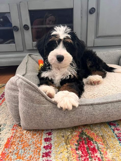 Micro Bernedoodle, Bernie Doodle, Bernedoodle Aesthetic, Bernadoodle Mini, Merle Bernedoodle Full Grown, F1b Bernedoodle, Bernadoodle Puppy, Bernedoodle Miniature Full Grown, Bernedoodle Black And White