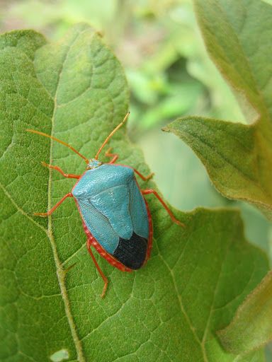 Turquoise Shield Bug Edessa rufomarginata Shield Bug, Amazing Insects, Shield Bugs, Beautiful Insects, Beautiful Bugs, Arthropods, Painting Inspo, Nature View, Pretty Animals