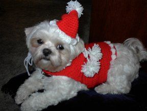 Giget Paw Crochet, Sweater Free Pattern, Crochet Santa Hat, Dog Hats, Crochet Dog Clothes, Dog Sweater Crochet Pattern, Santa Sweater, Dog Sweater Pattern, Crochet Dog Sweater