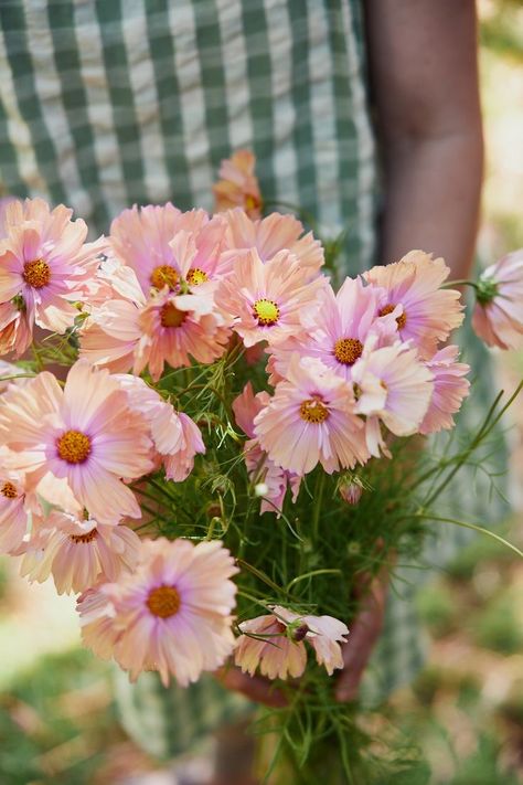 Cosmos Apricotta, Cosmos Bipinnatus, Growing Dahlias, Bachelor Buttons, Cosmos Flowers, Common Names, Veggie Garden, Life Cycle, Flower Seeds