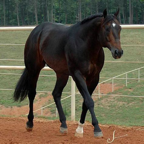 Beautiful Black Quarter Horse, Bay Quarter Horse, Mahogany Bay, Beautiful Horses Photography, Bay Horse, Types Of Horses, Quarter Horses, American Quarter Horse, Black Horses