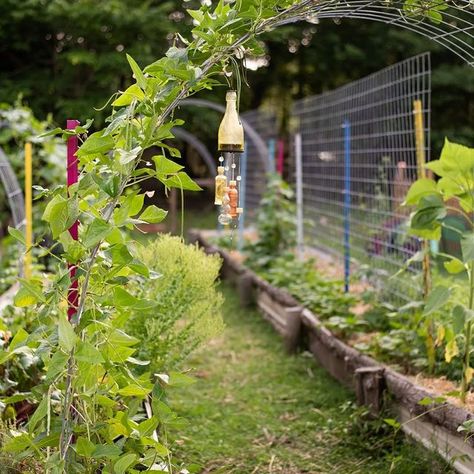 Roots & Refuge on Instagram: "Did you know that fruits, vegetables, and fresh herbs grown vertically are usually healthier and more productive? I’m a huge fan of vertical gardening because it expands my garden space and it makes my gardening much more successful.⁠ (In fact, we just put up our first cattle panels and arches in our new gardens!) ⁠ While there are a lot of different vertical gardening systems out there, all of them reduce the footprint of the plants and expand the number of plants Raised Container Garden, Cheap Raised Garden Beds, Garden Arch Trellis, Raised Garden Bed Plans, Arch Trellis, Building A Raised Garden, Vertical Garden Wall, Vertical Garden Diy, Vertical Gardening