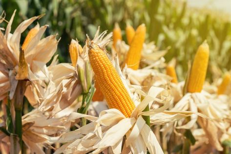 Corn Snacks, Corn Field, Corn Plant, Maize, All About Plants, Gracie Oaks, Painting Frames, Art Materials, Agriculture