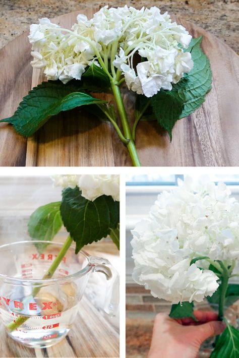 I love fresh cut flowers in the house, but some of them don’t last too long.  Did you know that you can revive wilted hydrangeas? With a couple of easy steps,​ you can bring your hydrangeas back to life for days longer. How To Revive Hydrangeas, Large Hydrangea Arrangement, Hydrangea Arrangement, When To Prune Hydrangeas, Wilted Flowers, Hydrangea Flower Arrangements, Large Hydrangea, Hydrangea Bloom, Porch Flowers