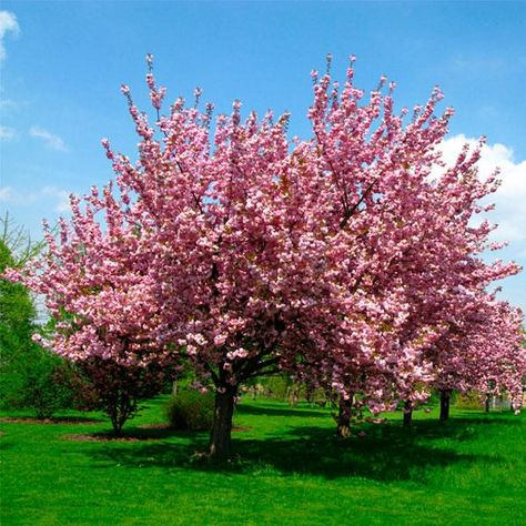 BrighterBlooms.com - Trees and Plants Delivered - 855-257-2789 Candy Cane Sorrel, Oxalis Versicolor, Natural Privacy Fences, Cherry Seeds, Flowering Cherry Tree, Privacy Trees, Cherry Trees, Patio Plants, Tree Seeds