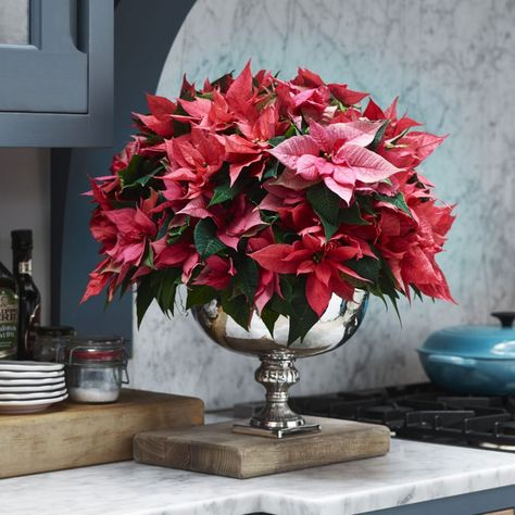 The poinsettia (or Mexican Flame Tree or Christmas Star, as it is also known) is synonymous with the festive season but keeping the plant alive long enough to see Christmas Day can be a challenge. We show you how to get it right and keep it alive this festive season!  #christmasflowers #christmasstar #poinsettiaplant Poinsettia Centerpiece Christmas, Poinsettia Floral Arrangements, Poinsettia Tablescape, Christmas Table Flowers, Poinsettia Decorating Ideas, Aesthetic Plant Wallpaper, Poinsettia Christmas Decor, Wallpaper Plants Aesthetic, Poinsettia Centerpiece