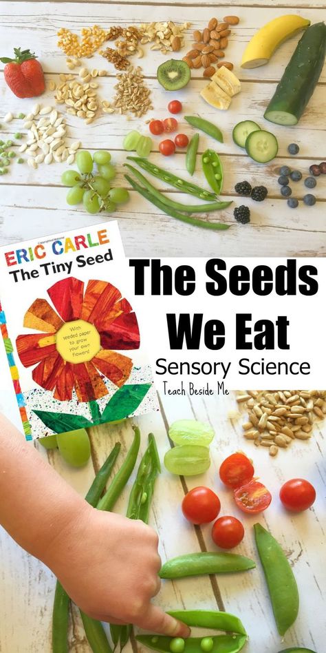 Sensory nature science for kids- The Seeds We Eat. Great for Eric Carle's Tiny Seed book.  via @karyntripp Sensory Science, Preschool Garden, The Tiny Seed, Nature Science, Science Activity, Spring Preschool, Science Activities For Kids, Kindergarten Science, School Garden