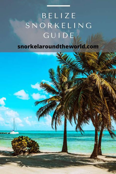 Best Spots For Snorkeling in Belize - Tips and Conditions Belize Snorkeling, Swim With Turtles, Ambergris Caye Belize, Belize Resorts, Nurse Shark, Whale Sharks, Best Snorkeling, Belize City, Reef Shark