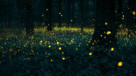 Fireflies Aesthetic, Fireflies Art, Firefly Photography, Firefly Art, Fish Tales, Architecture Tattoo, Royal Garden, Bbc One, Celebrity Art