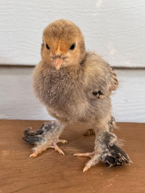 Booted Bantam Chicken, Bantams Chicks, Bantam Chicken, Bantam Chickens, Gallery Wallpaper, Chicken Coop, Coop, Art Gallery, Chicken