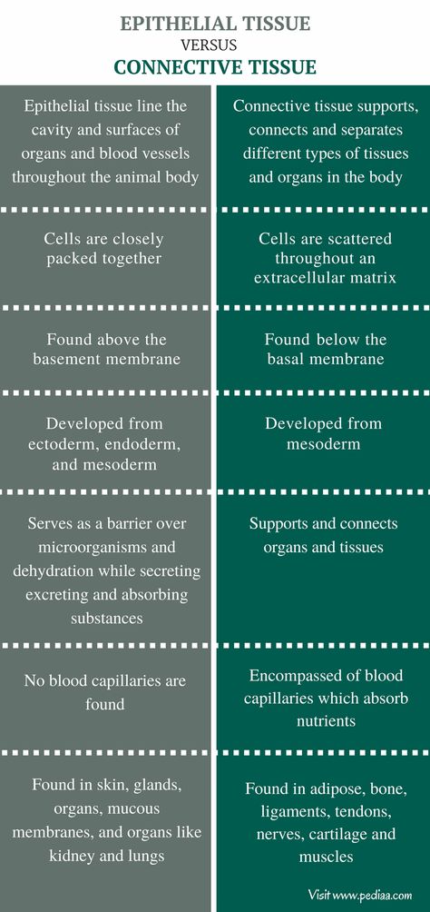 Difference Between Epithelial and Connective Tissue - Comparison Summary Epithelium Tissue Notes, Epithelial Tissue Notes, Connective Tissue Notes, Epithelial Tissue Anatomy Notes, Tissues Notes, Histology Notes, Epithelial Tissue, Tissue Biology, Basement Membrane