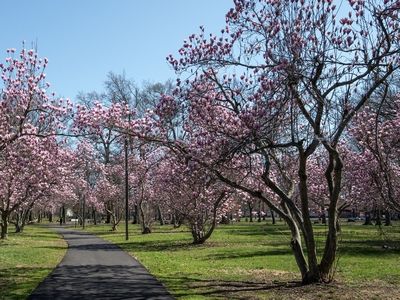 Ann Magnolia Multi-Stem Ann Magnolia, Spring Display, Pinkish Purple, Shrub Roses, How To Attract Hummingbirds, Attract Butterflies, Leaf Coloring, The Cup, Trees To Plant