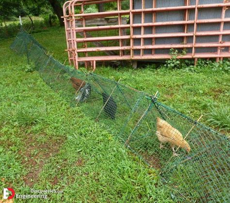 How To Reduce Chicken Feed Waste And Build Coop Tunnel Around The Garden - Engineering Discoveries A Frame Chicken Coop, Chicken Tunnels, Chicken Feeder Diy, Essential Oils Dogs, Chicken Barn, Chicken Waterer, Backyard Walkway, Backyard Chicken Coop Plans, Chicken Owner