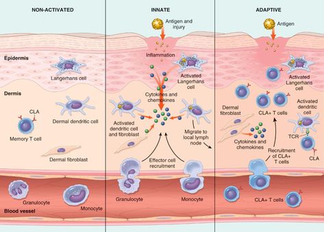 Immune System Nursing, Adaptive Immunity, Innate Immunity, Microbiology Study, Adaptive Immune System, Mcat Study, Medical Lab, Lab Technician, Medical Laboratory Science